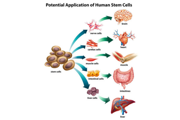 The Emerging Role of Regenerative Medicine Technologies